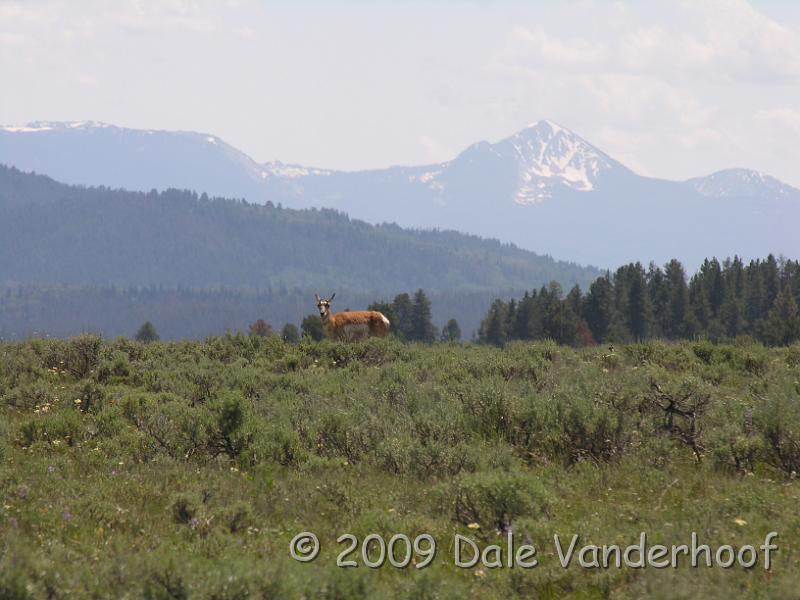 DSCN0045.JPG - Pronghorn