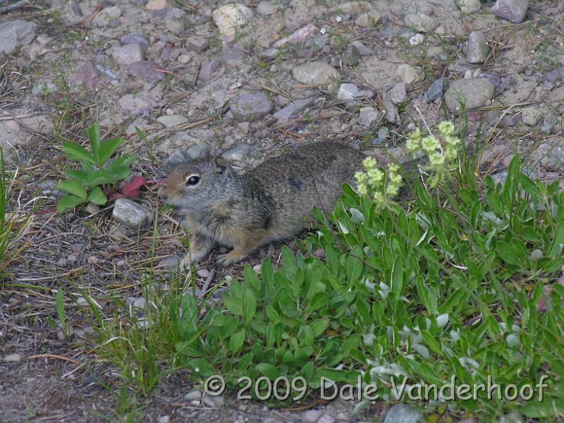 DSCN0155.JPG - He is watching me watch him!