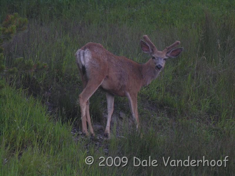 DSCN0162.JPG - Bambi! Bambi is watching me watch him also!