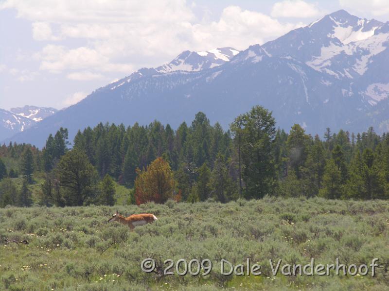 DSCN0050.JPG - Pronghorn grazing in the sage. Pronghorns are one of the few animals that will eat sage.