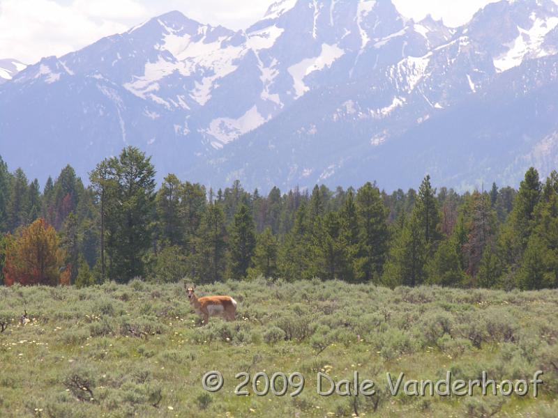 DSCN0051.JPG - Pronghorn watching me watch him!