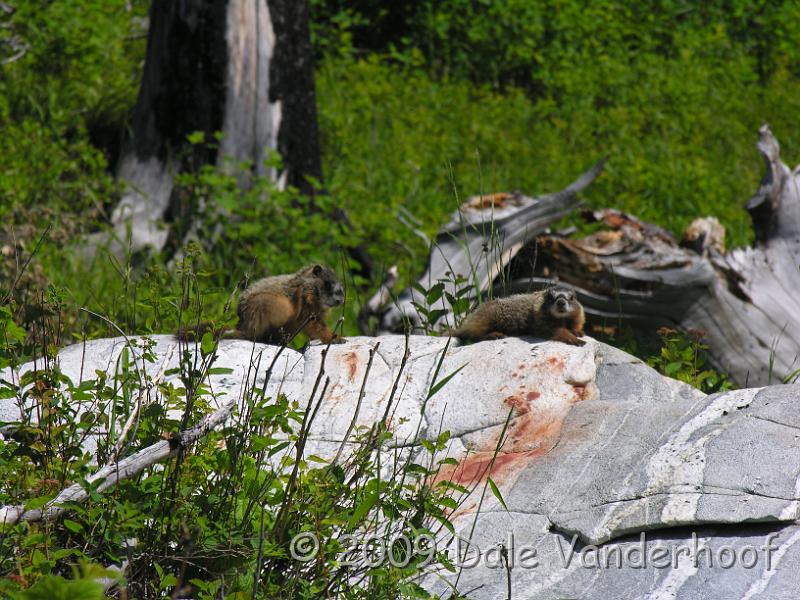 DSCN0125.JPG - Marmots sunning themselves on the rocks. They were watching us watch them!