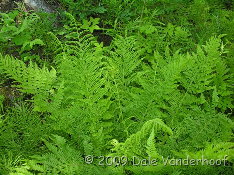 DSCN0128.JPG - Ferns near a cool creekbed.