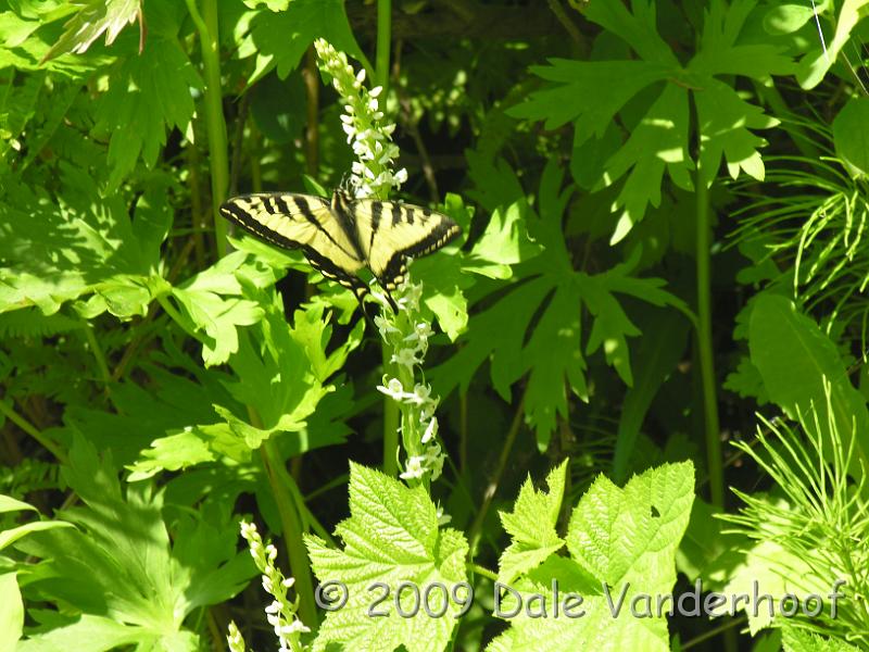 DSCN0129.JPG - A butterfly watching me watch it.