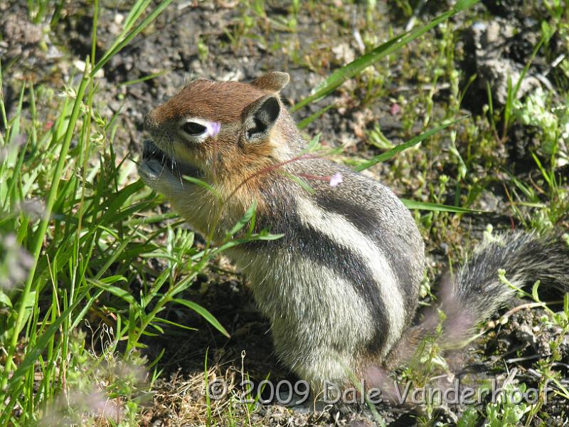 DSCN0187.JPG - A chipmunk eating dinner.