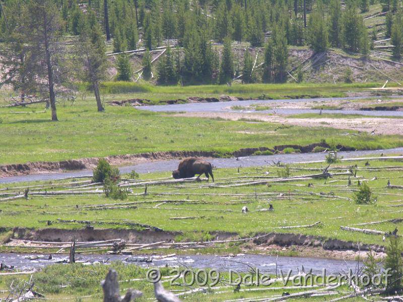 DSCN0229.JPG - Buffalo grazing along the Snake River