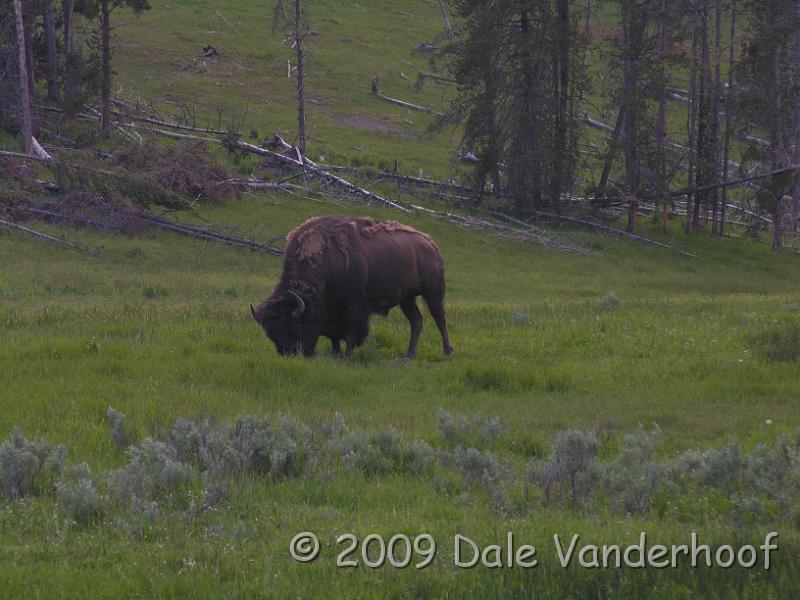 DSCN0257.JPG - A bison having a snack