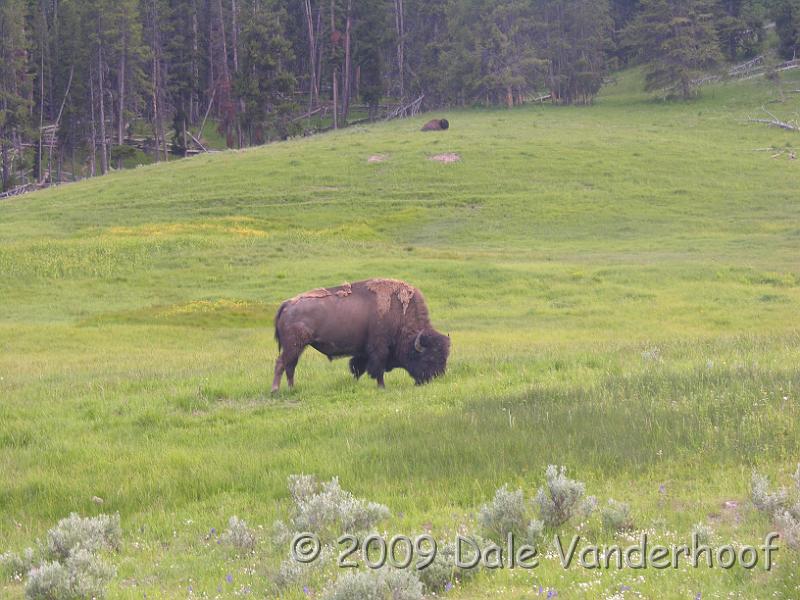 DSCN0259.JPG - Notice the other bison on the hill