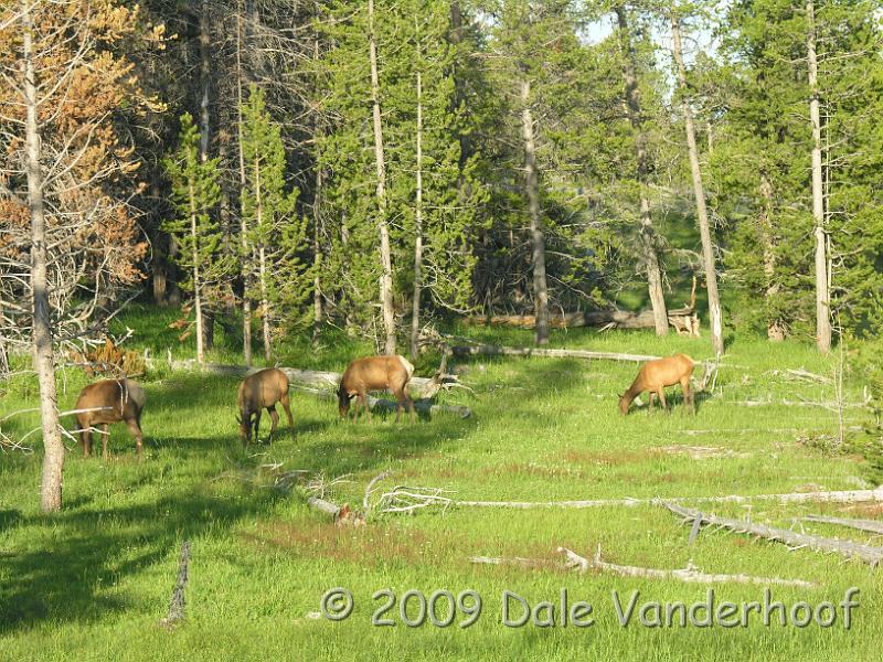 DSCN0267.JPG - Elk grazing