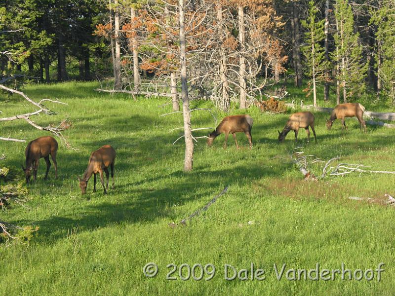 DSCN0268.JPG - One night we were coming "home" to our camper after looking for wildlife. It was almost dark, and right in the road in front of us, not more that 6 feet away, several elk had stopped. They stopped right on the road in front of us and we almost hit them!