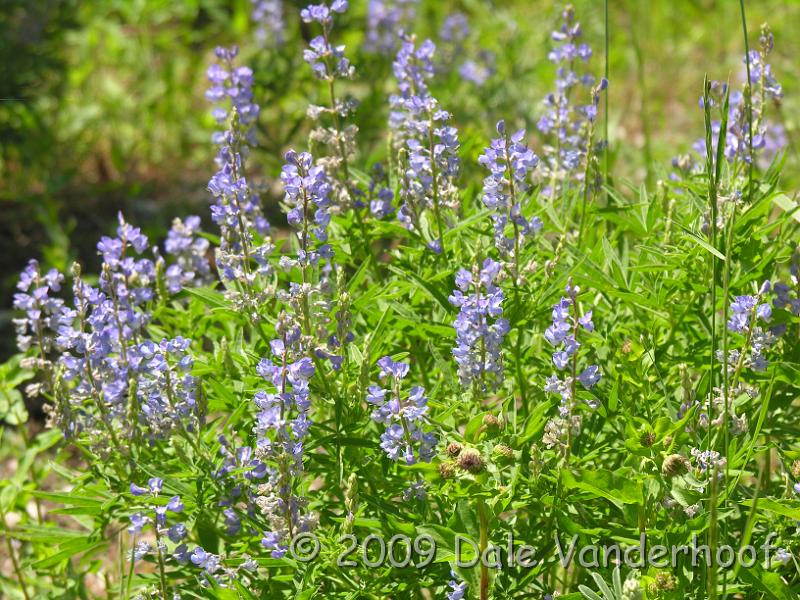DSCN0295.JPG - Lupines