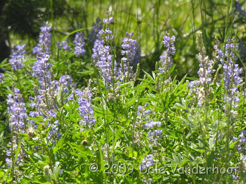 DSCN0297.JPG - Lupines were all over, everywhere!