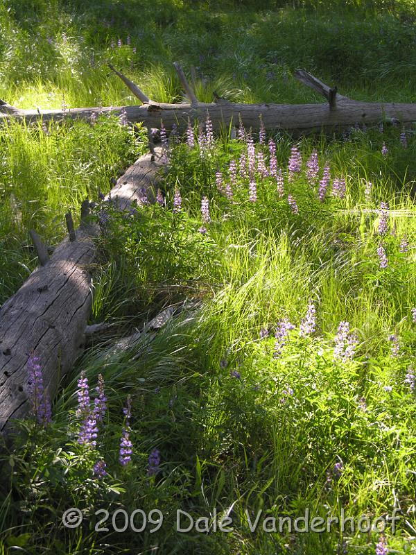 DSCN0326.JPG - Sun shing on the Lupines