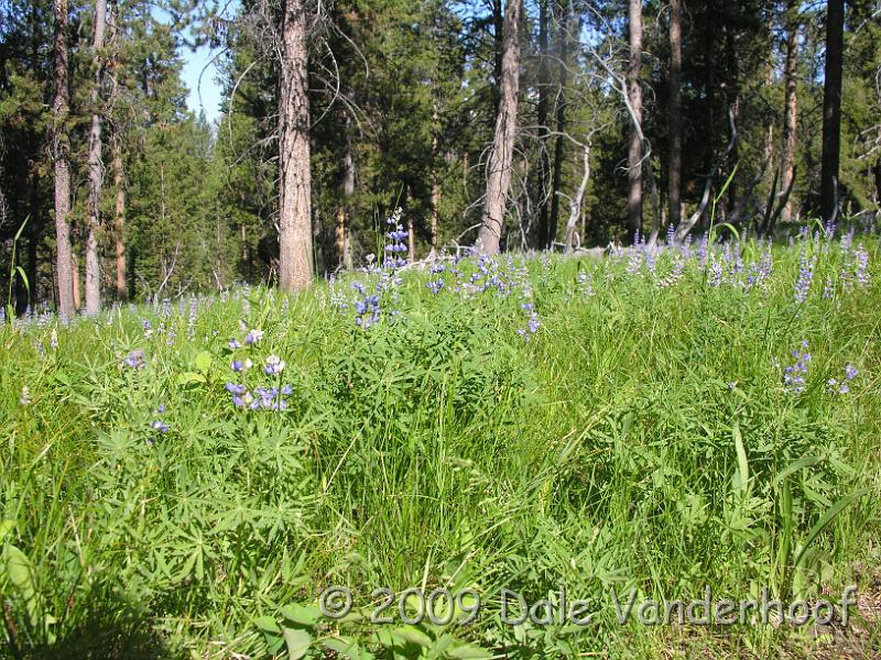 DSCN0334.JPG - Hillside of Lupines