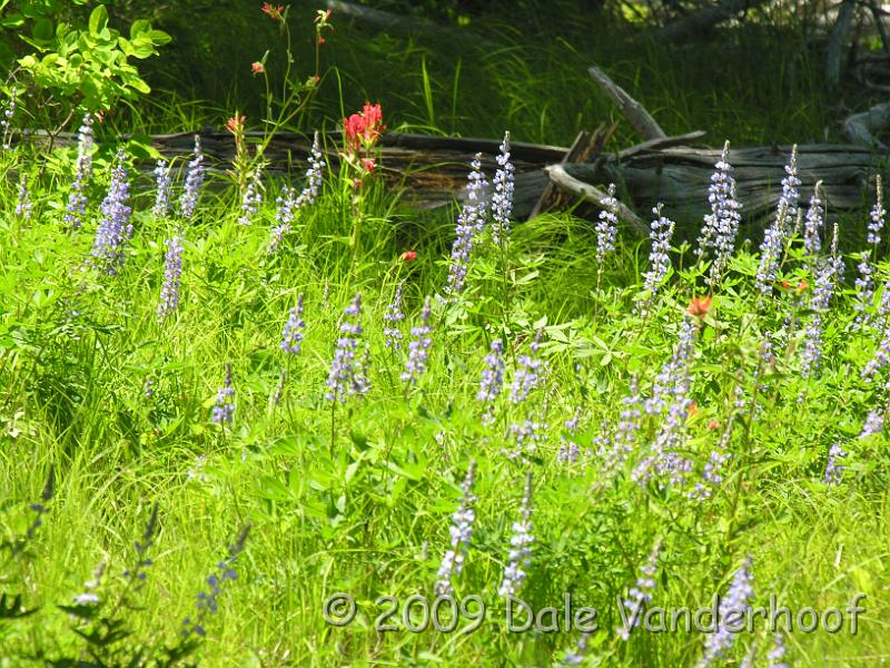 DSCN0361.JPG - Lupines and Indian Paintbrush