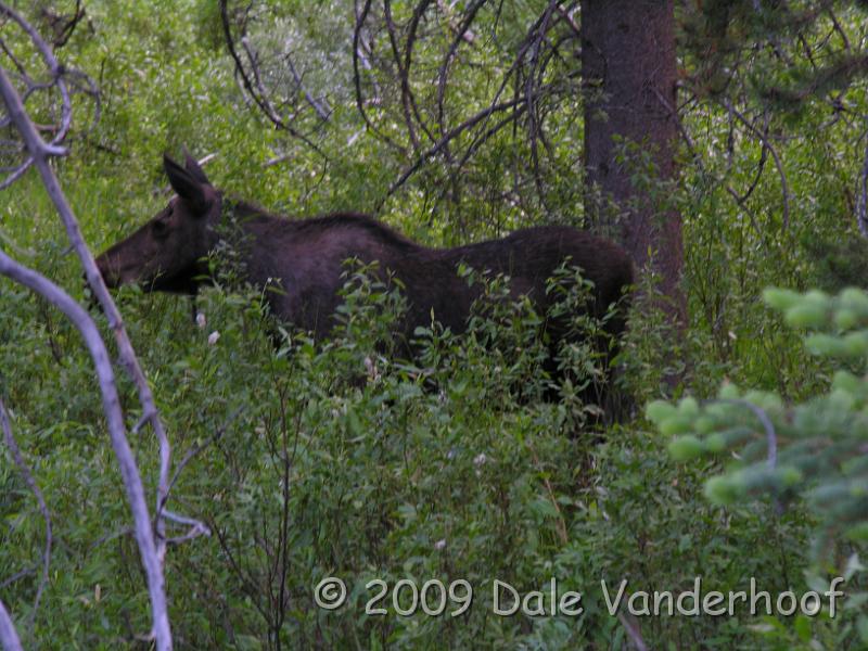 DSCN0375.JPG - Here's my moose!
