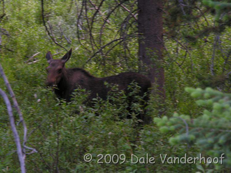 DSCN0381.JPG - He is watching me watch him!