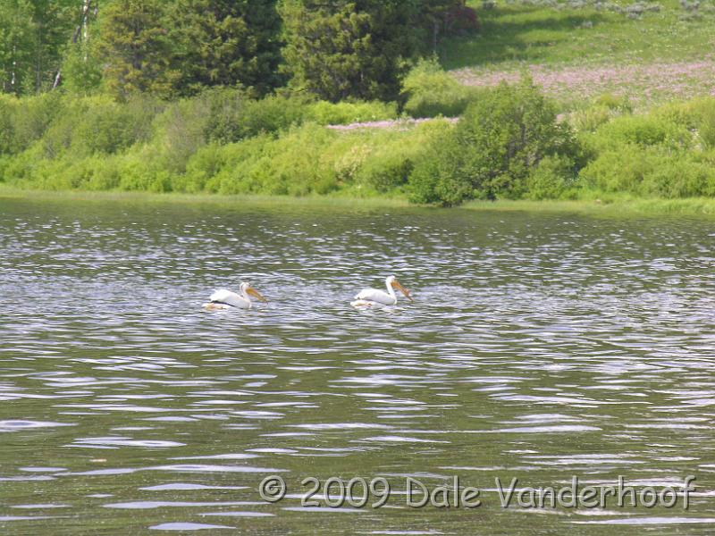 DSCN0429.JPG - Pelicans
