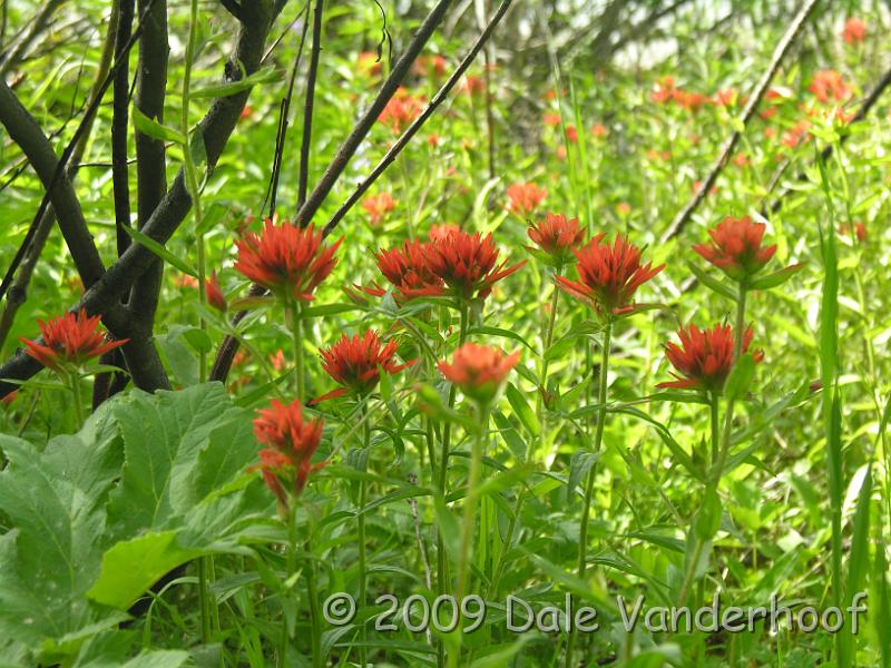 DSCN0432.JPG - Indian Paintbrush