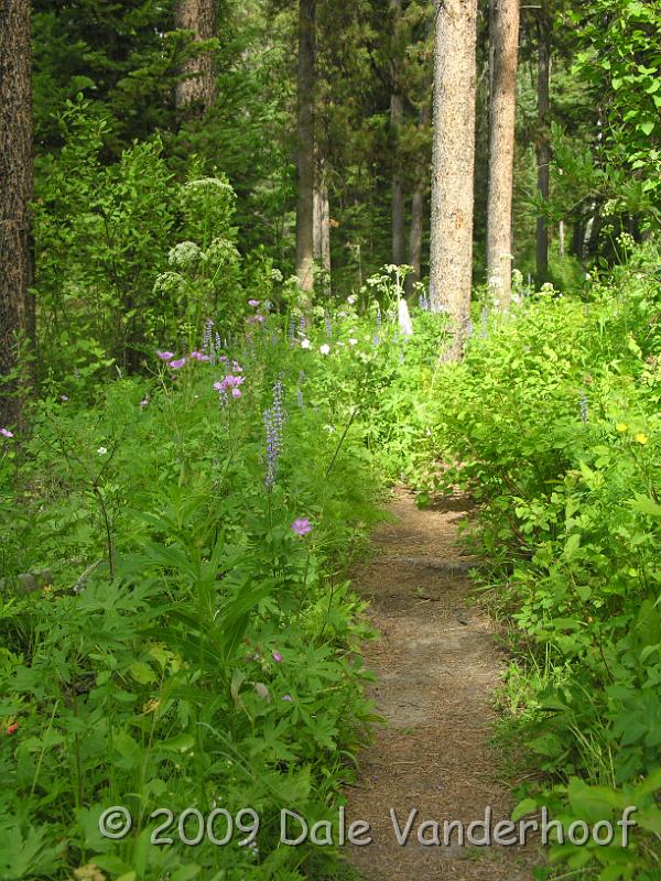 DSCN0437.JPG - Wildflowers along the trail.