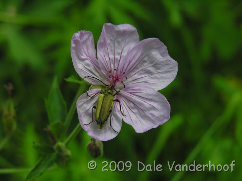 DSCN0439.JPG - An insect on the flower