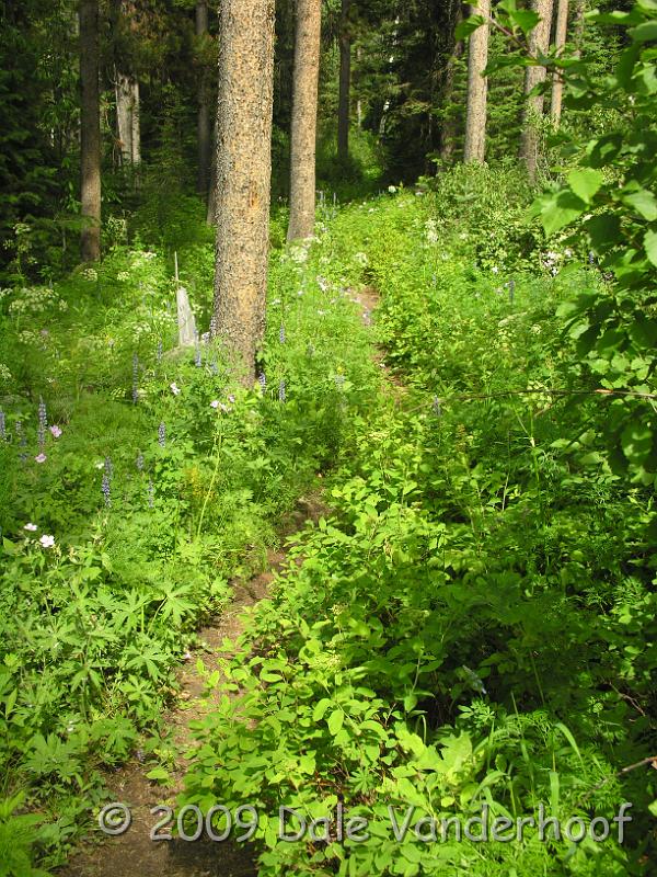 DSCN0440.JPG - The trail