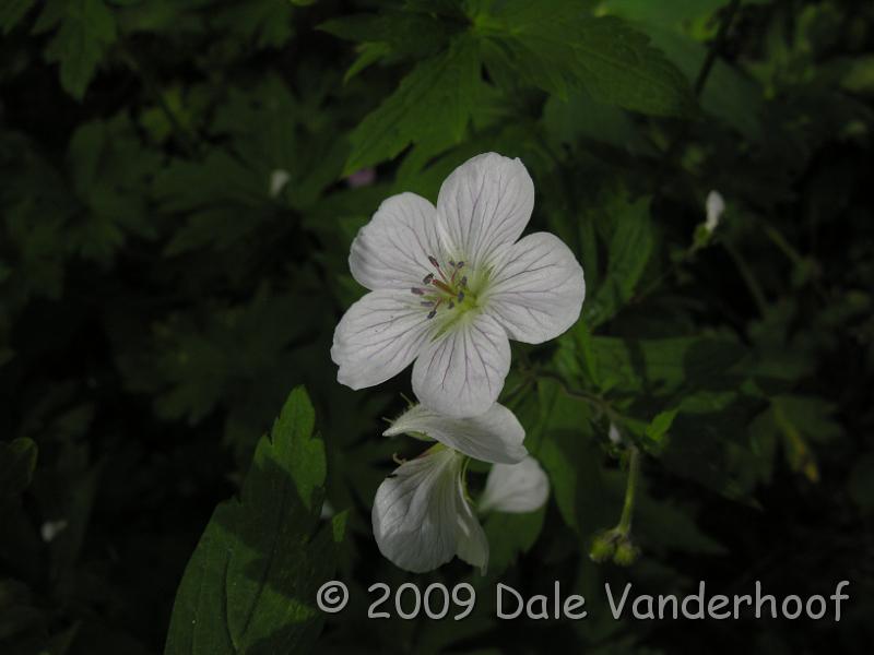 DSCN0443.JPG