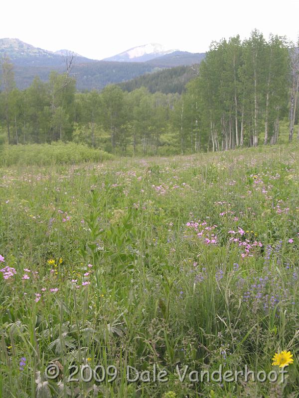 DSCN0445.JPG - Fields were covered with wildflowers! We were there at the right time of the year for wildflowers.