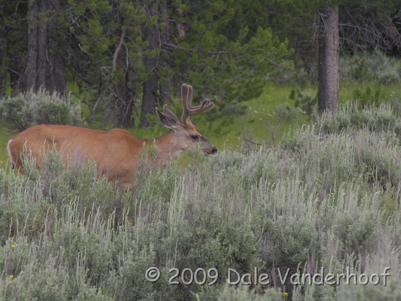 DSCN0449.JPG - He is watching me watch him!