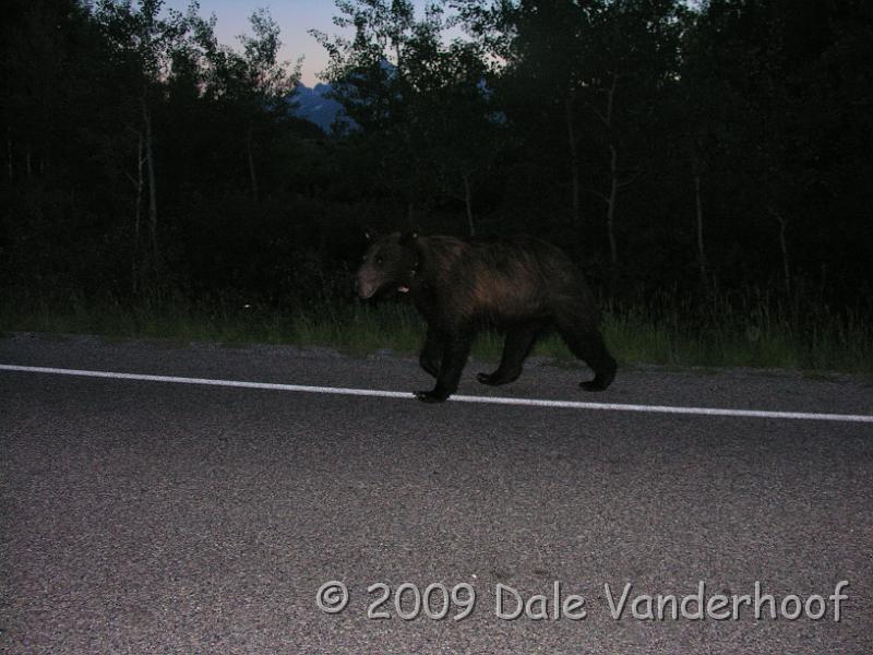 DSCN0487.JPG - This bear was only about 6 or 8 feet from us! When we first saw the bear, it was chasing an elk! Then it came right toward us before being shooed away by the Park Ranger. She shooed it away because there were people out walking. Luckily we were in our vehicle.